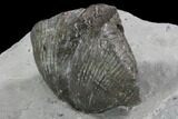 Fossil Brachiopod Mounted On Shale - Ohio #91466-2